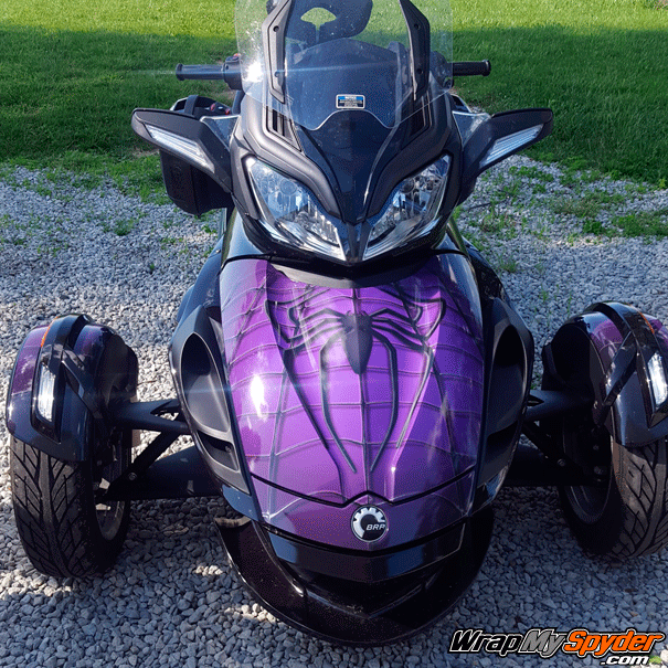 Purple-Spidy-on-web