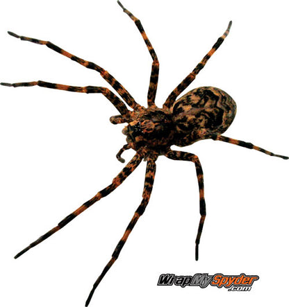 Wolf-Spider-Isolated-cut-out-2